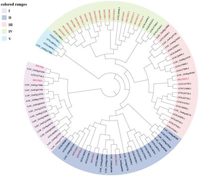 Genome-wide analysis of the XTH gene family and functional analysis of DlXTH23.5/25 during early longan somatic embryogenesis